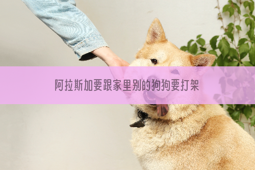 阿拉斯加要跟家里别的狗狗要打架要怎么制止
