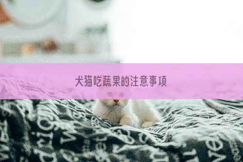 犬猫吃蔬果的注意事项