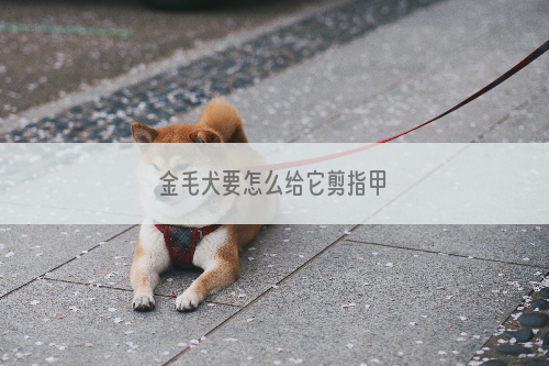 金毛犬要怎么给它剪指甲