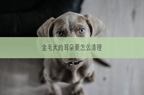 金毛犬的耳朵要怎么清理