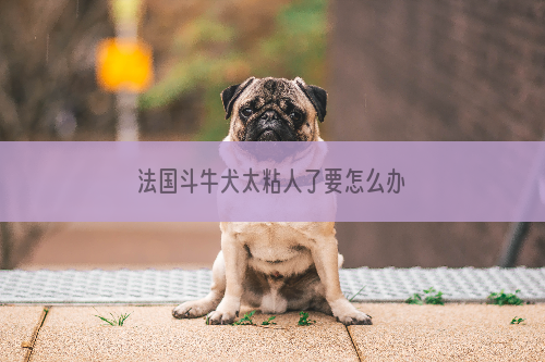 法国斗牛犬太粘人了要怎么办