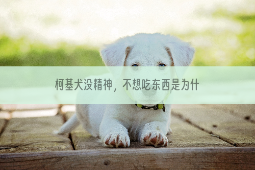 柯基犬没精神，不想吃东西是为什么