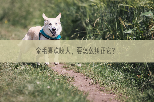 金毛喜欢咬人，要怎么纠正它？