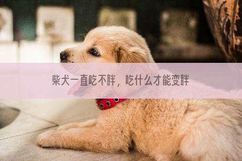 柴犬一直吃不胖，吃什么才能变胖点