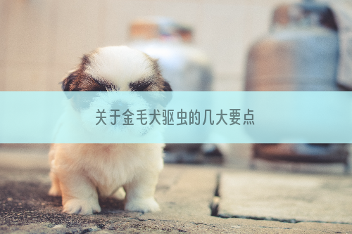 关于金毛犬驱虫的几大要点