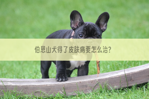 伯恩山犬得了皮肤病要怎么治？