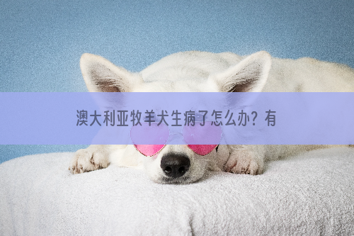 澳大利亚牧羊犬生病了怎么办？有哪些表现？