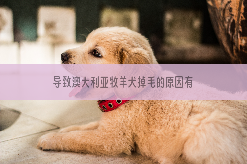 导致澳大利亚牧羊犬掉毛的原因有哪些