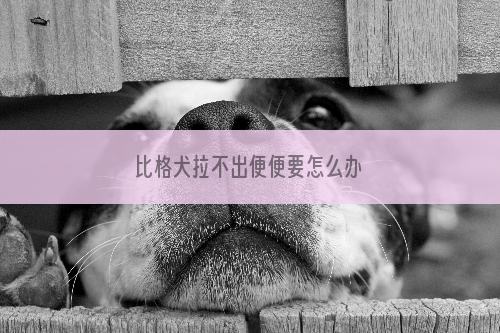 比格犬拉不出便便要怎么办