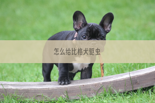 怎么给比格犬驱虫