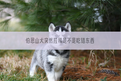 伯恩山犬突然拉稀是不是吃错东西了