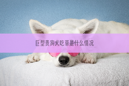 巨型贵宾犬吃草是什么情况