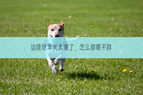 边境牧羊犬太瘦了，怎么都喂不胖是怎么回事