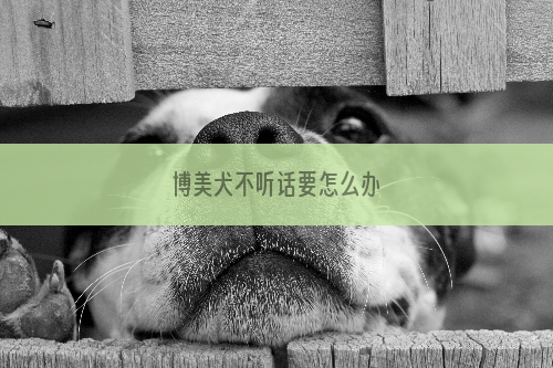 博美犬不听话要怎么办