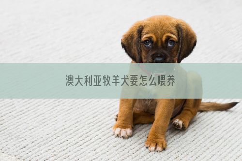 澳大利亚牧羊犬要怎么喂养