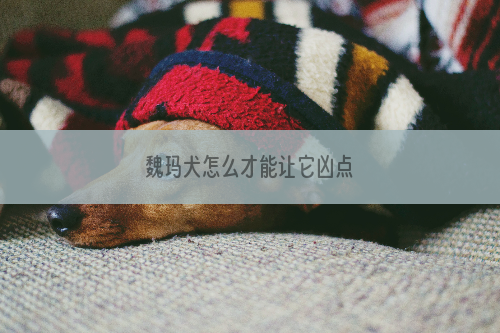 魏玛犬怎么才能让它凶点