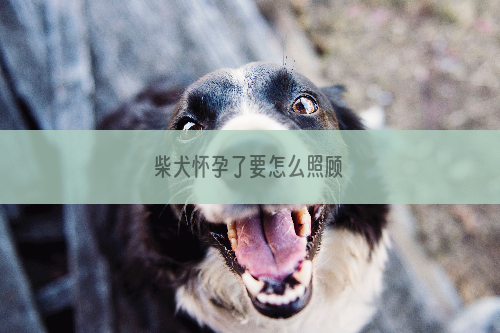 柴犬怀孕了要怎么照顾