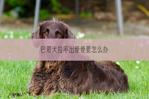 巴哥犬拉不出便便要怎么办