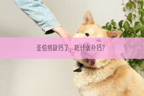 圣伯纳缺钙了，吃什么补钙？