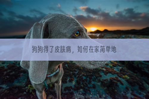 狗狗得了皮肤病，如何在家简单地处理？