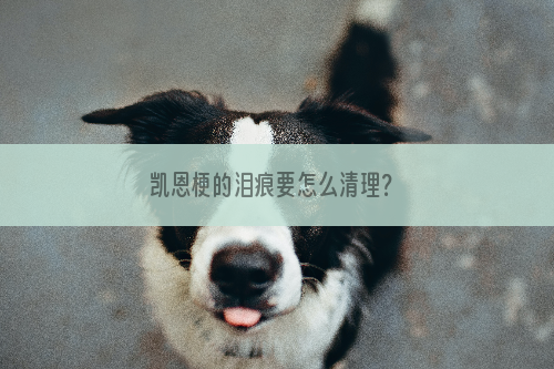 凯恩梗的泪痕要怎么清理？