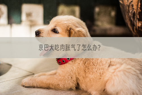 京巴犬吃肉胀气了怎么办？