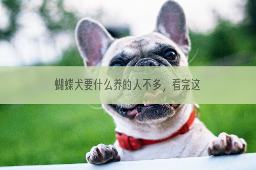 蝴蝶犬要什么养的人不多，看完这几点就知道了