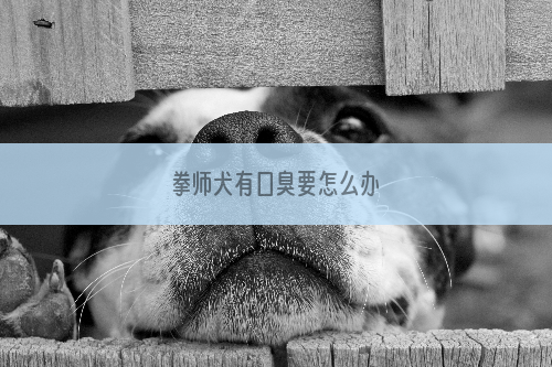 拳师犬有口臭要怎么办