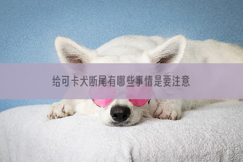 给可卡犬断尾有哪些事情是要注意的？