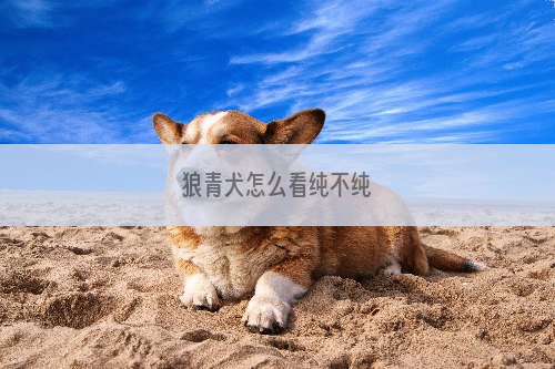 狼青犬怎么看纯不纯