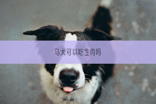 马犬可以吃生肉吗