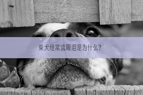 柴犬经常流眼泪是为什么？