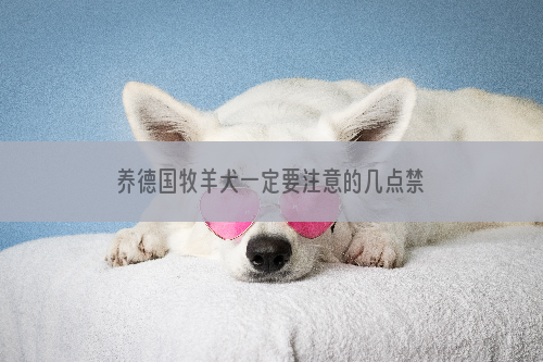 养德国牧羊犬一定要注意的几点禁忌