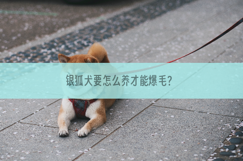 银狐犬要怎么养才能爆毛？