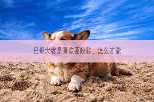 巴哥犬老是喜欢要咬鞋，怎么才能让它不咬？