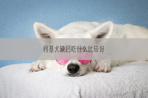 柯基犬缺钙吃什么比较好