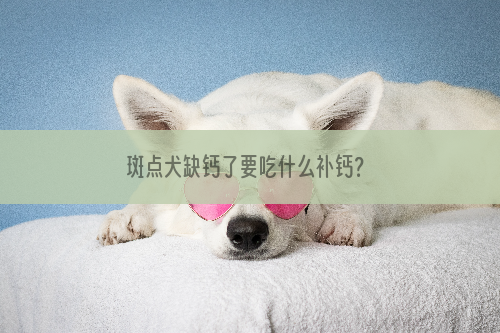 斑点犬缺钙了要吃什么补钙？