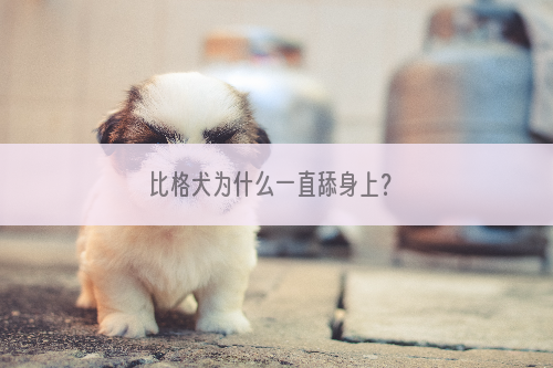 比格犬为什么一直舔身上？