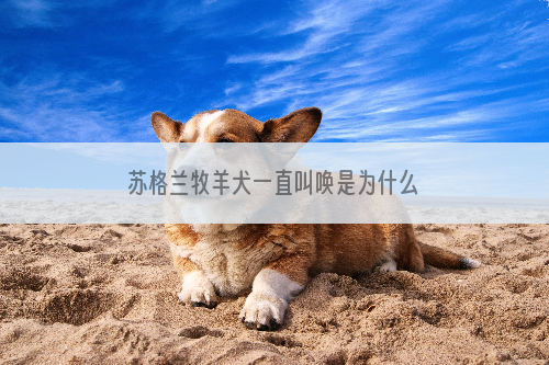 苏格兰牧羊犬一直叫唤是为什么