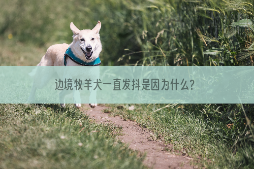 边境牧羊犬一直发抖是因为什么？