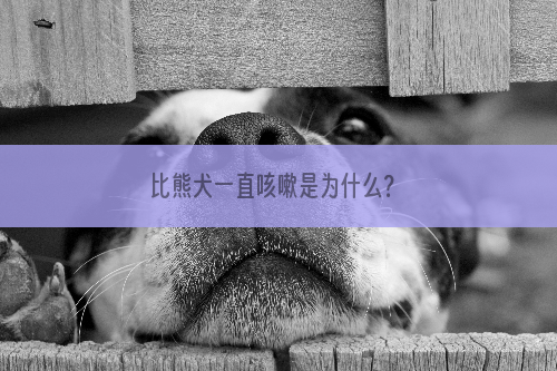 比熊犬一直咳嗽是为什么？