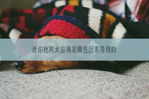 迷你杜宾犬拉稀是哪些因素导致的？
