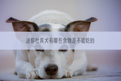 迷你杜宾犬有哪些食物是不能吃的？