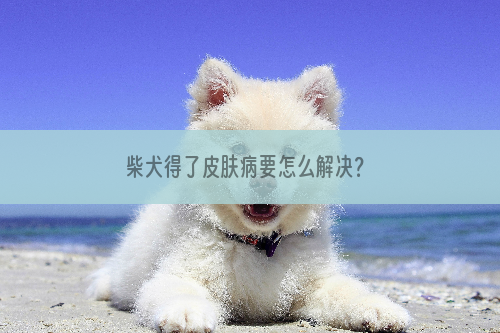 柴犬得了皮肤病要怎么解决？