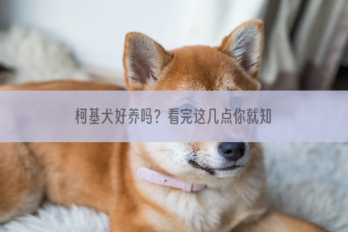 柯基犬好养吗？看完这几点你就知道了