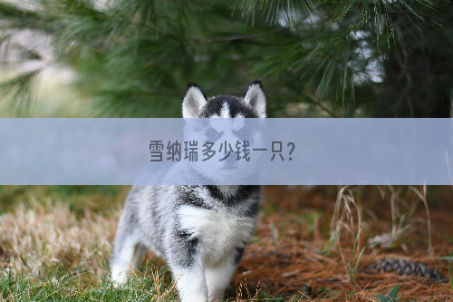 雪纳瑞多少钱一只？
