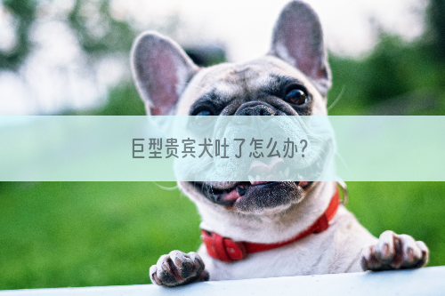 巨型贵宾犬吐了怎么办？