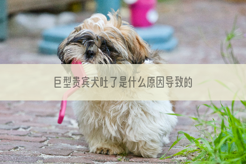 巨型贵宾犬吐了是什么原因导致的？