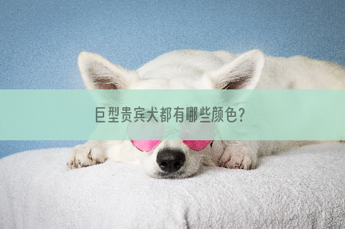 巨型贵宾犬都有哪些颜色？