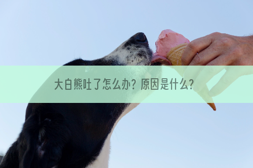 大白熊吐了怎么办？原因是什么？